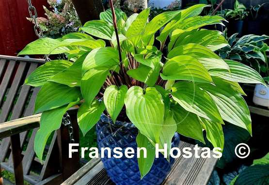 Hosta Fire Island