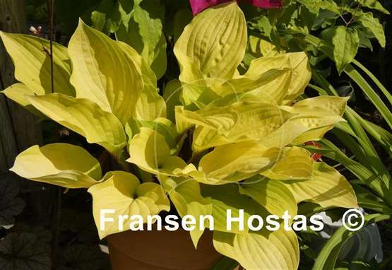 Hosta Fire Island