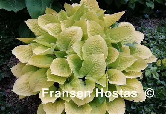 Hosta Fire Island