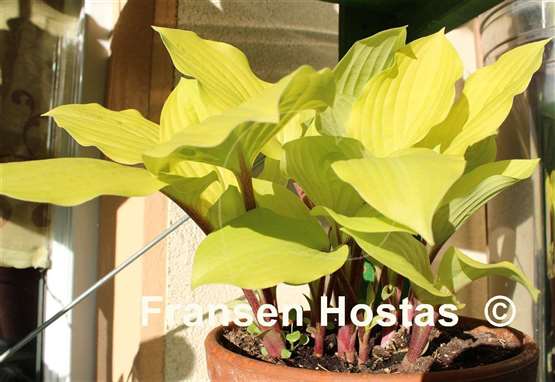 Hosta Fire Island