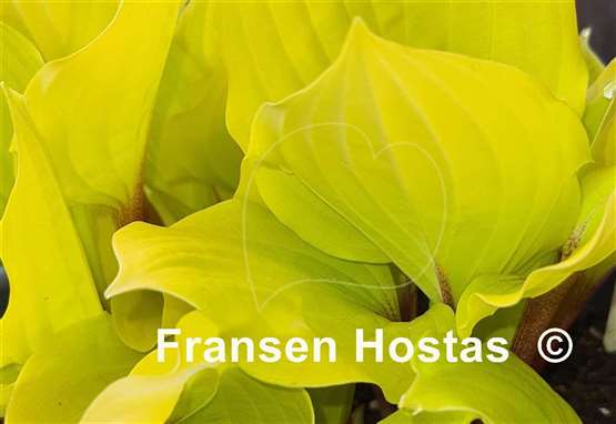 Hosta Fire Island