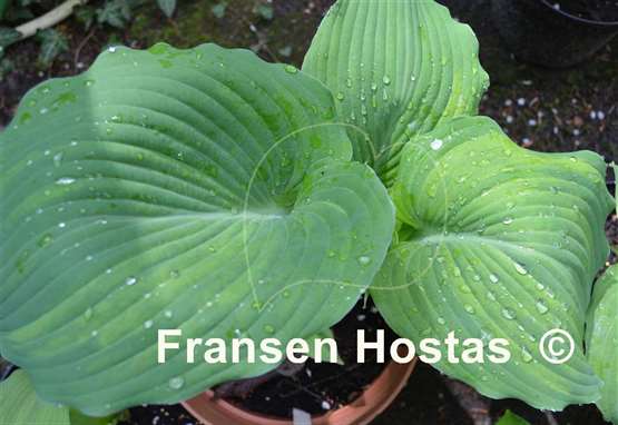 Hosta Fire and Brimstone