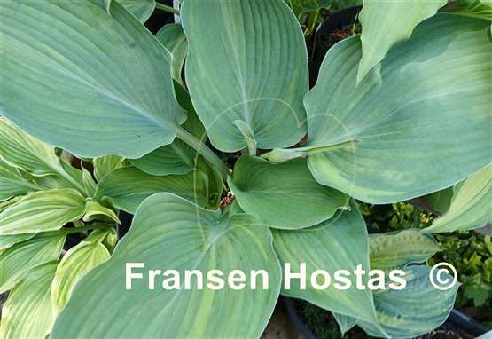 Hosta Fire and Brimstone
