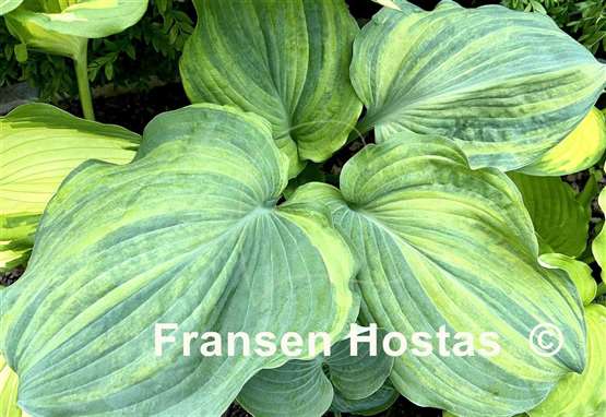 Hosta Fire and Brimstone