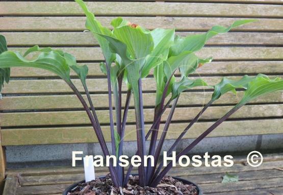 Hosta Fire Dance 