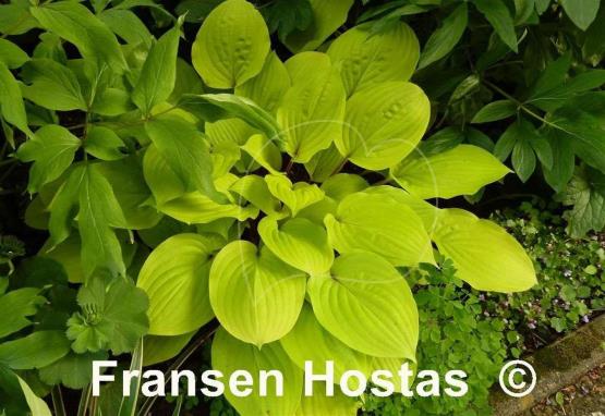 Hosta Fire Island