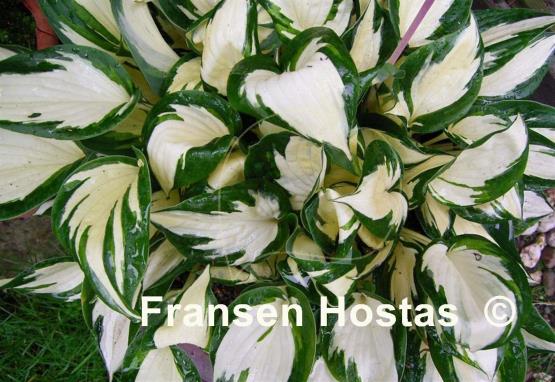 Hosta Fire And Ice Fransen Hostas Hosta Fire And Ice Fransen Hostas