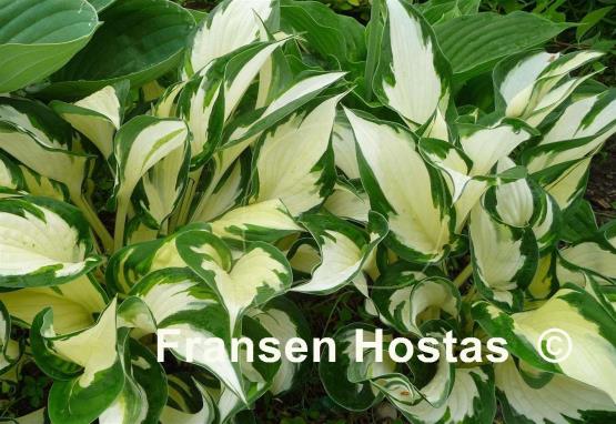 Hosta Fire and Ice