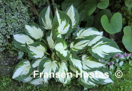 Hosta Fire and Ice