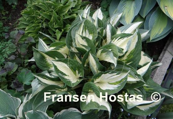 Hosta Fire and Ice