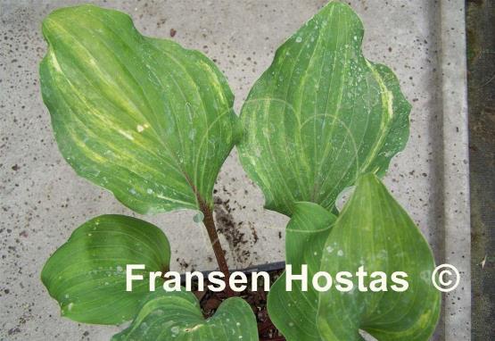 Hosta Fireball