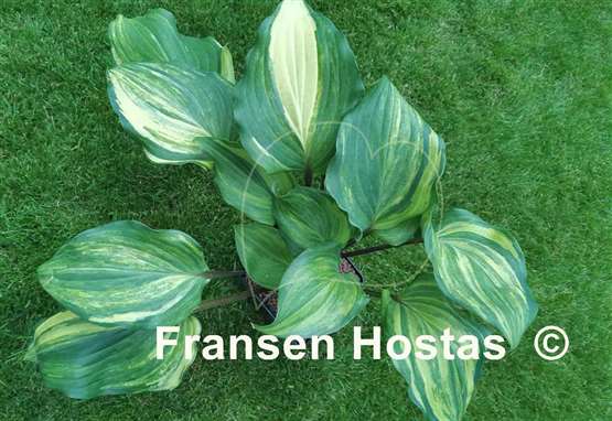 Hosta Fireball