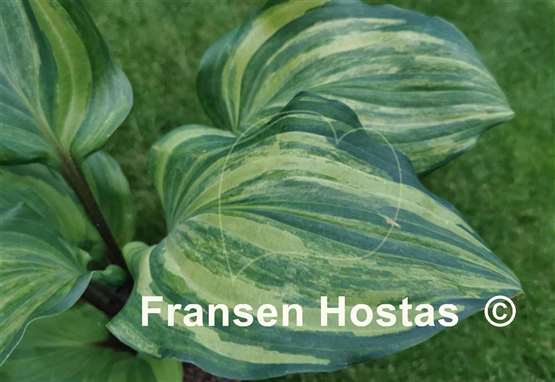 Hosta Fireball