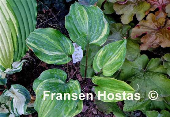 Hosta Fireball