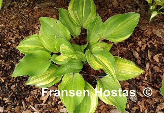 Hosta Fireball