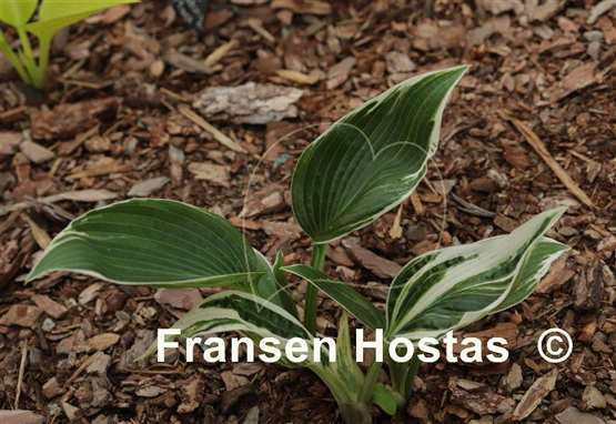 Hosta Fired Up