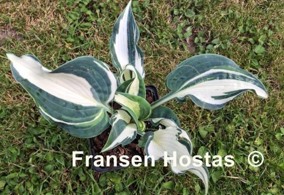 Hosta Fired Up