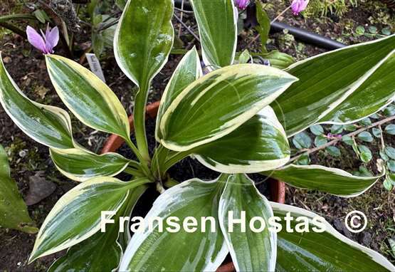 Hosta Firefly