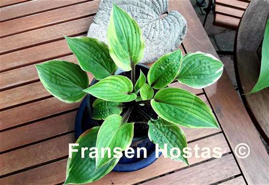 Hosta Fireplace