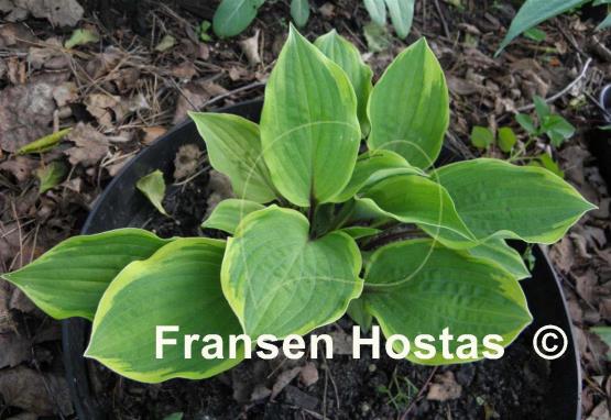 Hosta Fireplace