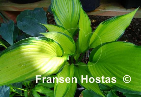 Hosta Firestorm