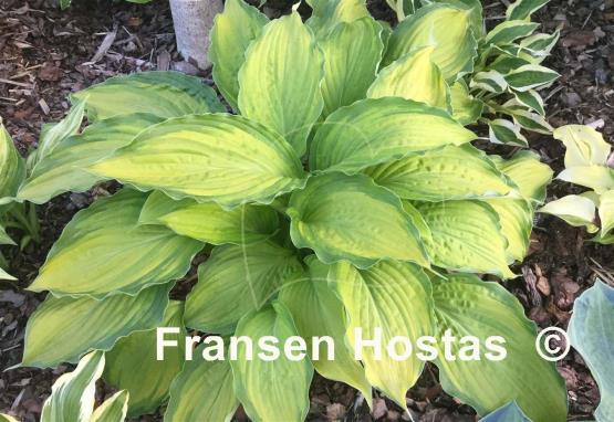 Hosta Firestorm