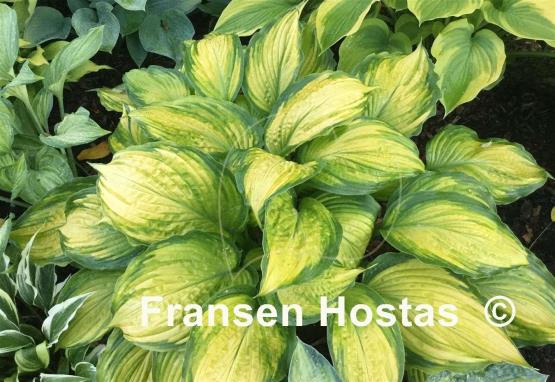 Hosta Firestorm