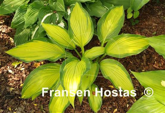 Hosta Firestorm
