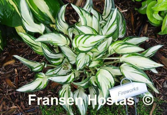 Hosta Fireworks