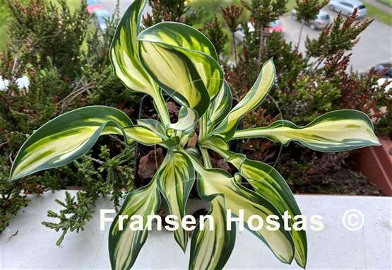Hosta Fireworks
