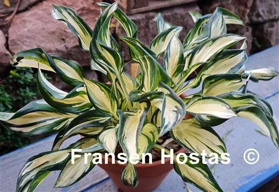 Hosta Fireworks