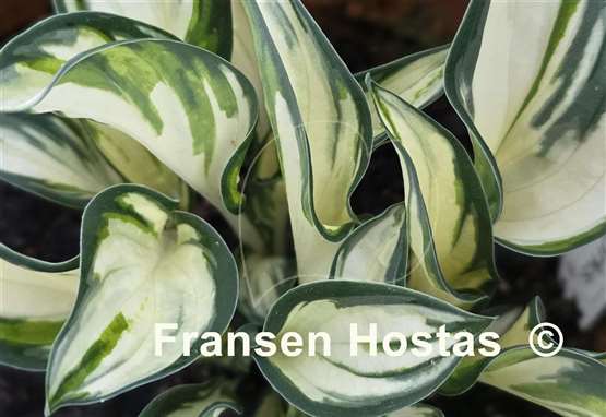 Hosta Fireworks