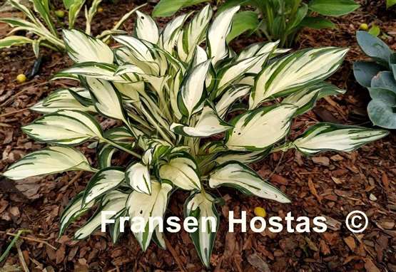 Hosta Fireworks