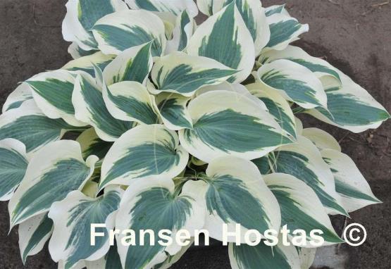 Hosta Firn Line