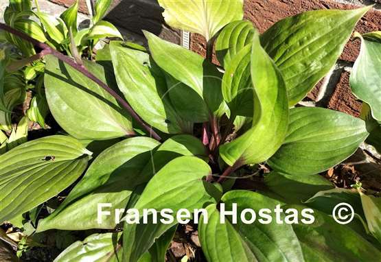 Hosta First Blush