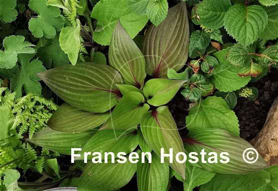 Hosta First Blush - Fransen Hostas