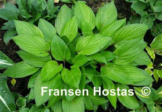 Hosta First Blush