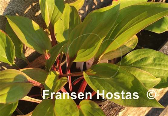 Hosta First Blush