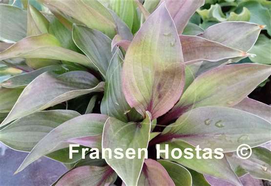 Hosta First Blush