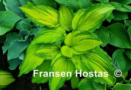 Hosta First Dance