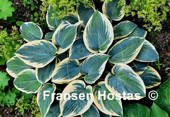 Hosta First Frost