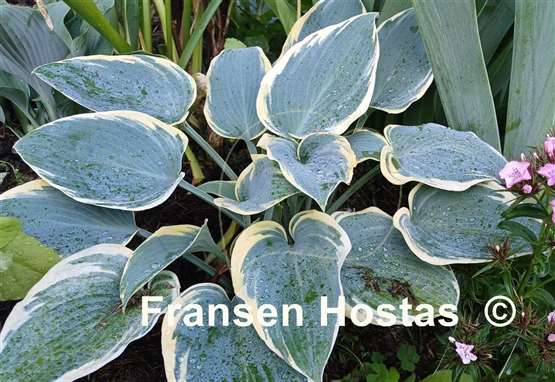 Hosta First Frost