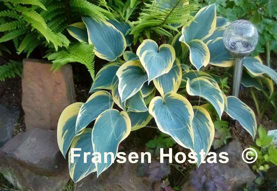 Hosta First Frost