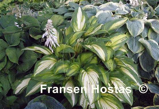 Hosta First Love