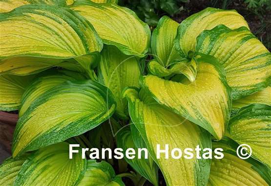 Hosta First Love