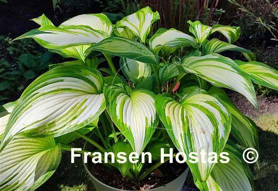 Hosta First Love