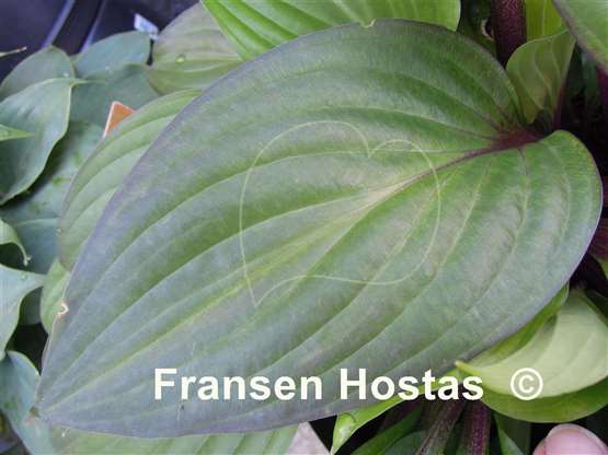 Hosta First Blush - Fransen Hostas NL