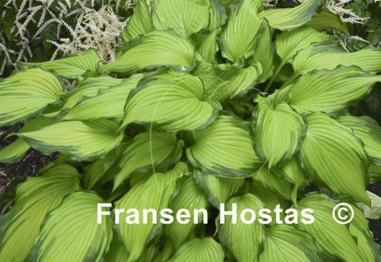 Hosta First Dance