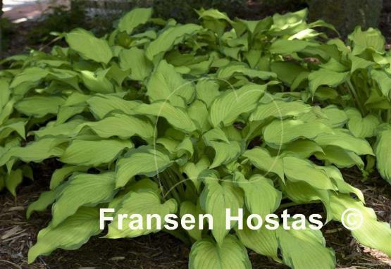 Hosta First Dance