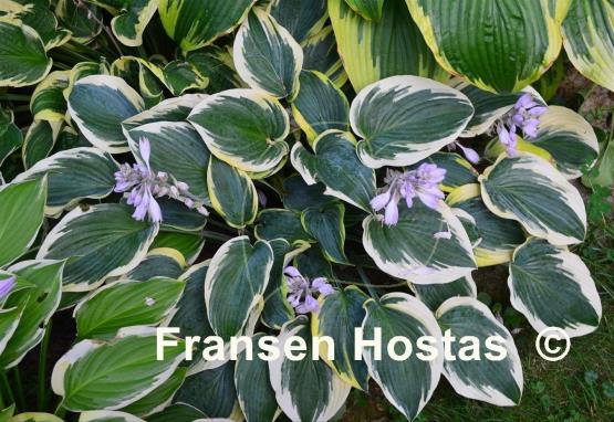 Hosta First Frost